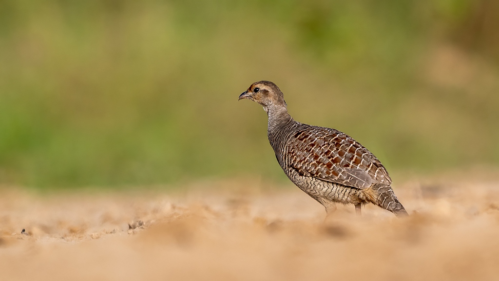 Grey Francolin
